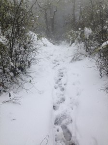 Bear Hill in the snow